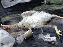 Chicken carcasses