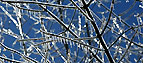 ice storm