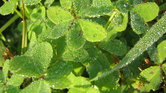 Water clovers... Water clovers...