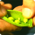 Pea pod