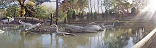 The earliest aquatic dinosaurs and reptiles