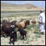 خطر ماين در چراگاه ها