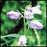 Flower c/o Murray Downland Trust