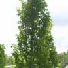 Hornbeam