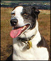 Daisy the dog