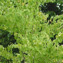 Cercidiphyllum