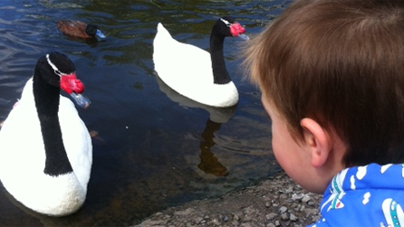 Geese at the WWT