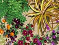 Cancer Research Planting Plan