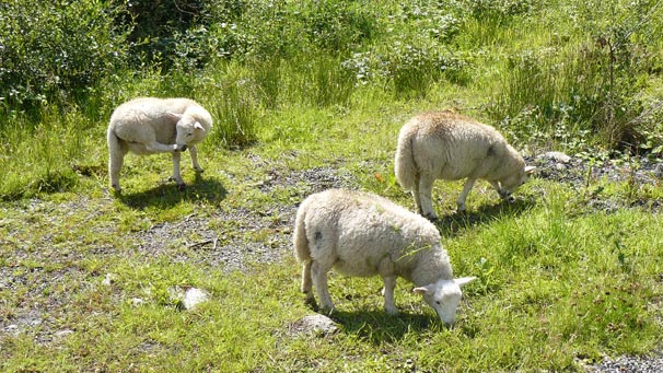 Sheep grazing