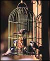 Feed the birds!