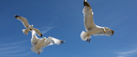 birds flying in the blue sky