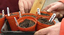 sown Dig In seeds
