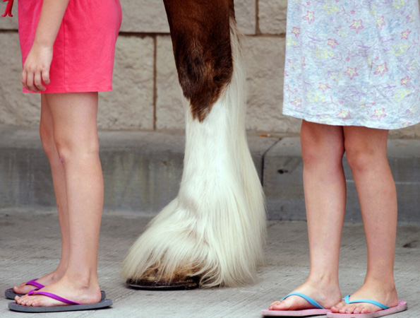 horse