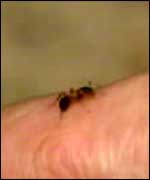 The rare ant