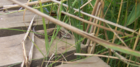 Lizard