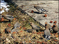 10birds203.jpg