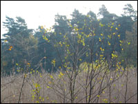 Trees