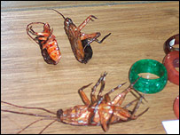 Luke Ching Chin-Wai's cockroaches