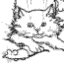 A Cat.