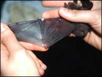 bat