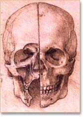 Skull sketch
