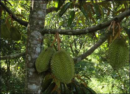 Sầu Riêng