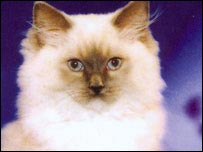 Socks the cat