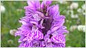 Orchid