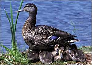 duck300.jpg
