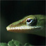 Foto: Copyright Gabby Salazar/The Wildlife Photographer of the Year Competition