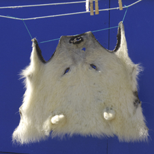 polar_bear226x226.jpg