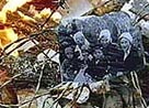 Montage of images from the Battle of Stalingrad