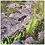 Limestone pavement c/o Paul Glendell and Natural England