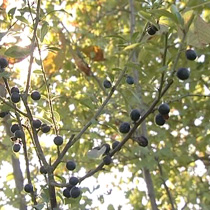 Blackthorn