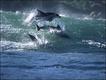 Imagem do fotógrafo Greg Huglin mostra golfinhos surfando na África do Sul