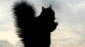 Squirrel Squirrel