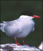 Artic Tern - Image copyright of the British Trust for Ornithology and George Higginbotham (Image copyright of BTO and George Higginbotham)