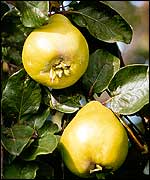Quinces