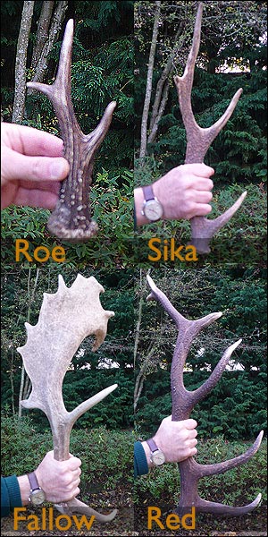 Deers' antlers