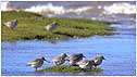 Knot c/o RSPB Images and Ben Hall