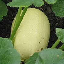 Squash