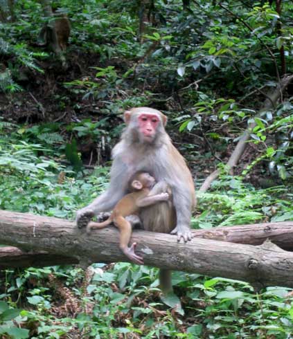 Zhangjiajie