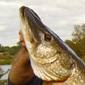 The 20lb 8oz Pike from the story - Darryl's 'Dreamfish' (which he threw back). Taken on Sunday 18th September 2005. Pike like this one have over 700 teeth!
