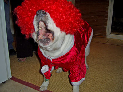 dog2.jpg