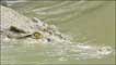 Crocodilo 
