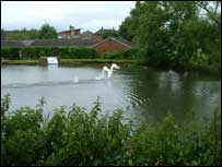 A swan takes off