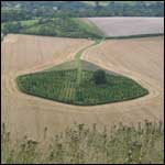 Copse of trees