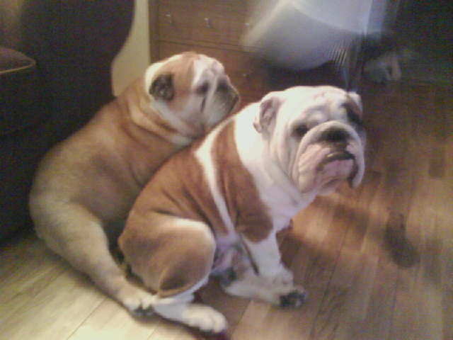 fatpets.jpg