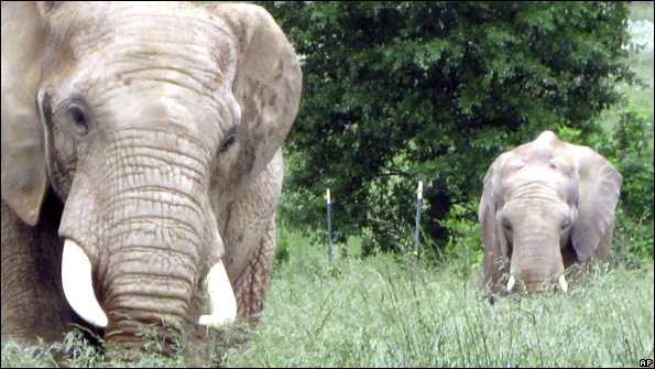 Elephants