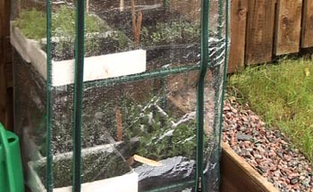 The greenhouse